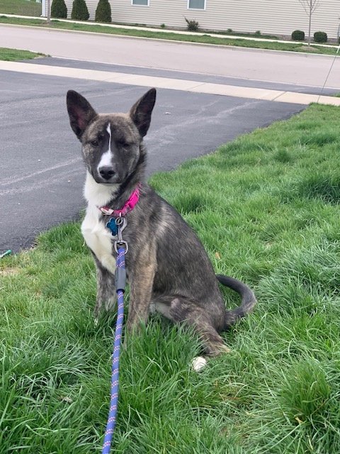 adoptable Dog in North Aurora, IL named Violet (aka Stormy)