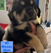 Moose