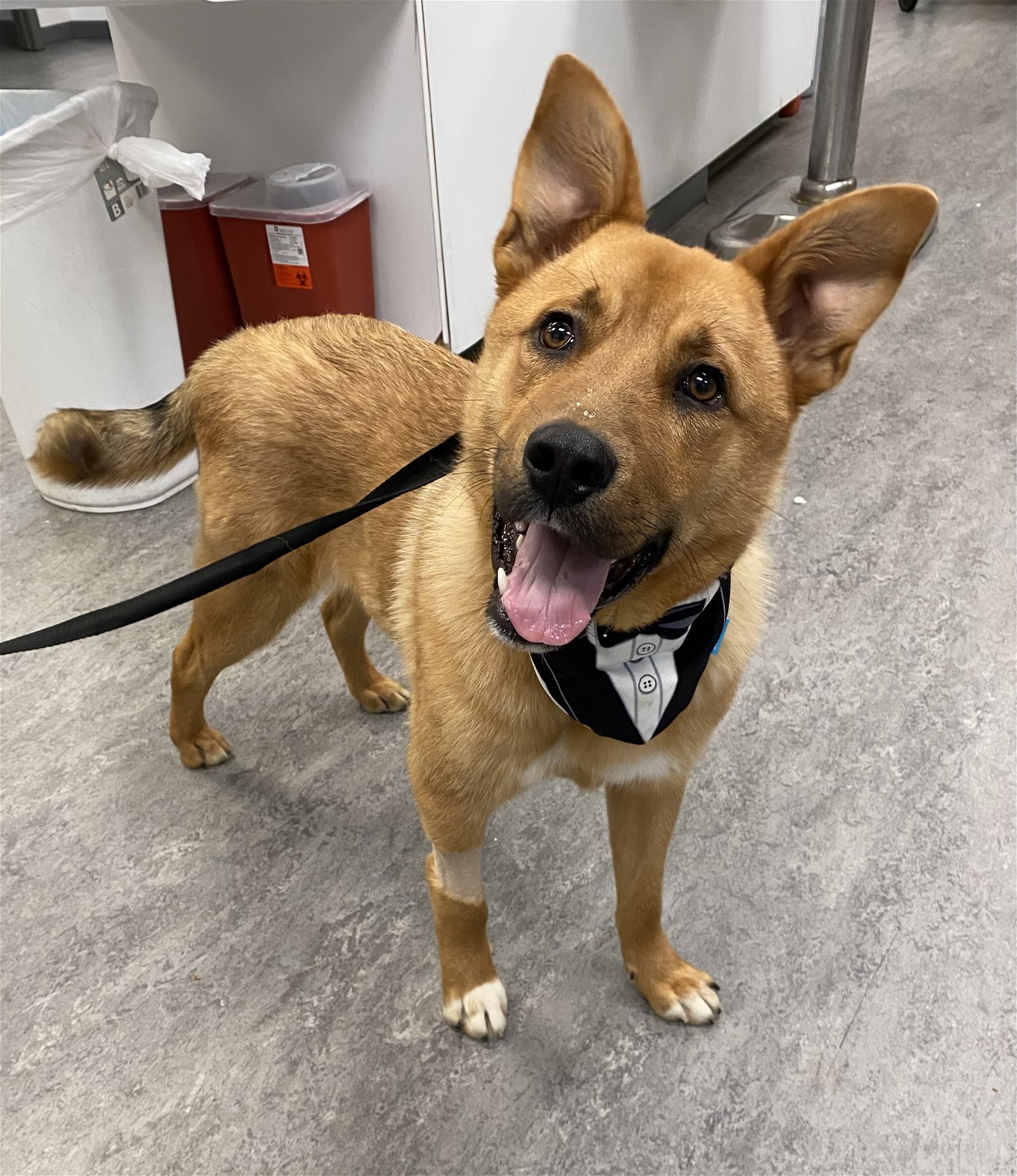 adoptable Dog in Naperville, IL named Fonzie