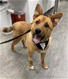 adoptable Dog in  named Fonzie