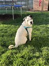 adoptable Dog in naperville, IL named Snoopy