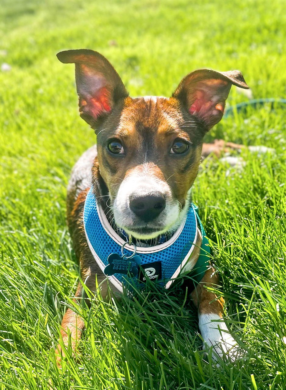 Dog for Adoption - Sam, a Terrier in Hillcrest, IL | Alpha Paw