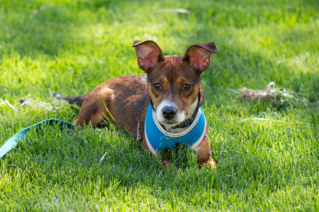 Dog for Adoption - Sam, a Terrier in Kankakee County, IL | Alpha Paw