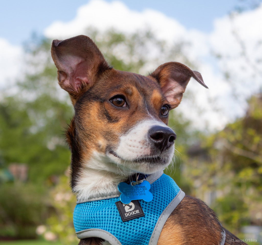 Dog for Adoption - Sam, a Terrier in Kankakee County, IL | Alpha Paw