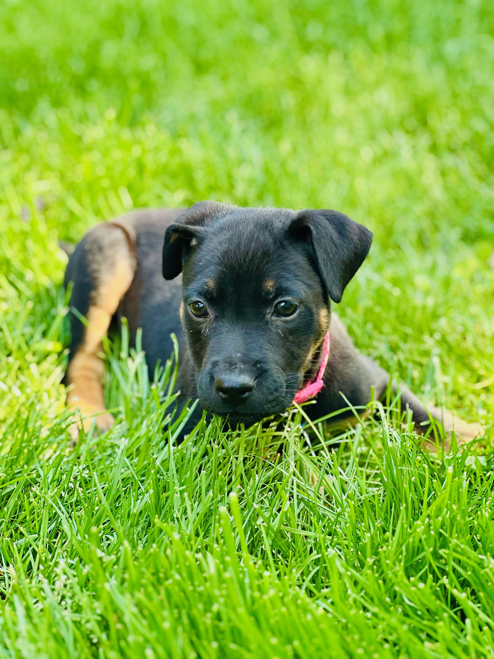 adoptable Dog in Des Plaines, IL named Harper