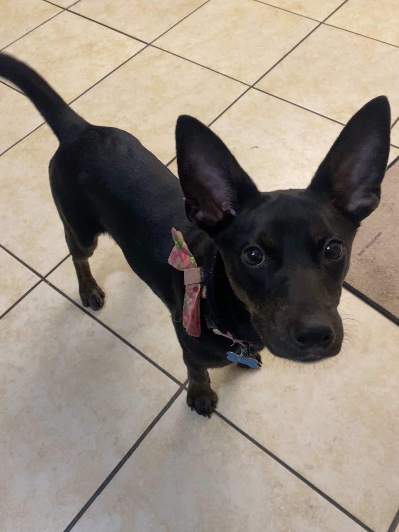 adoptable Dog in Naperville, IL named Lorelei