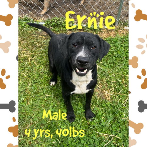 Ernie