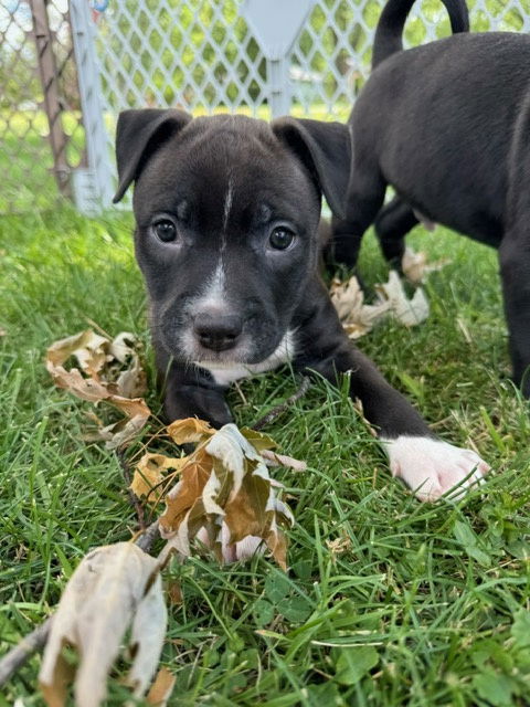 adoptable Dog in Chicago, IL named Chip