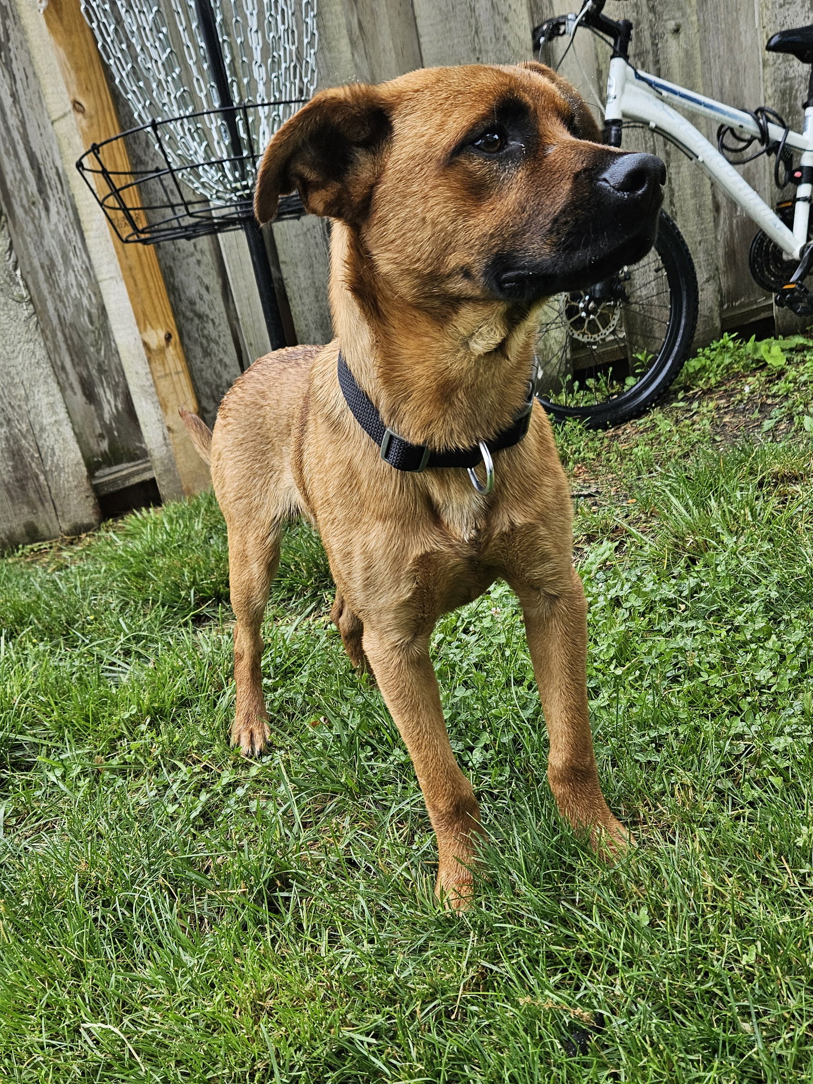 adoptable Dog in Geneva, IL named Cardinal