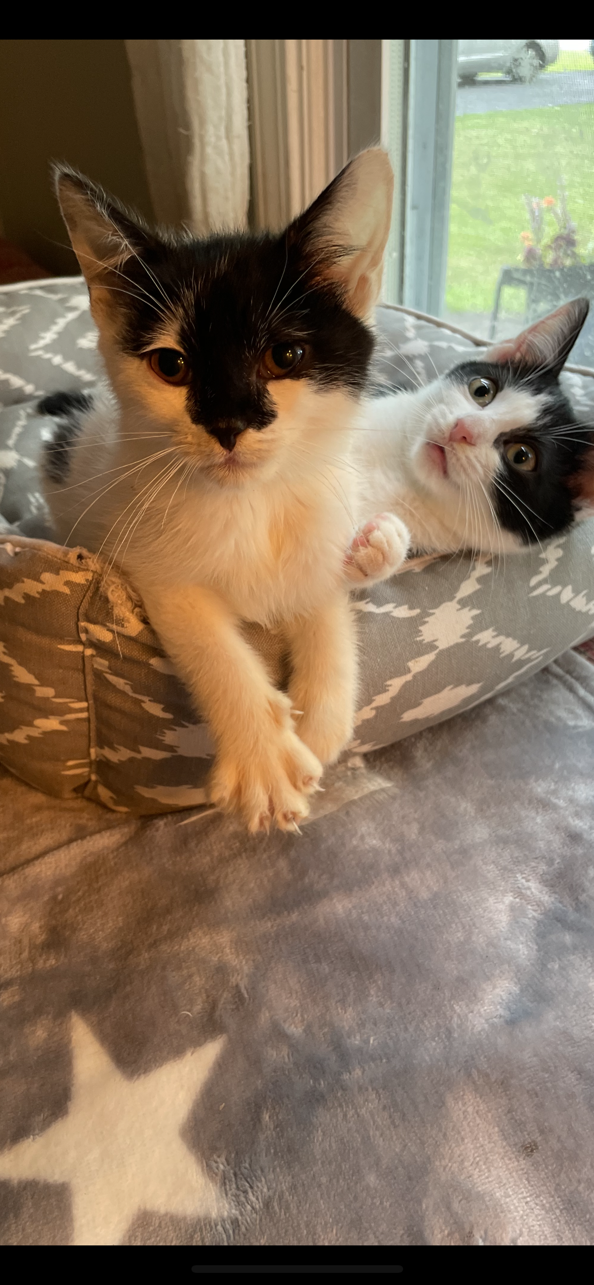 adoptable Cat in Geneva, IL named Amanda