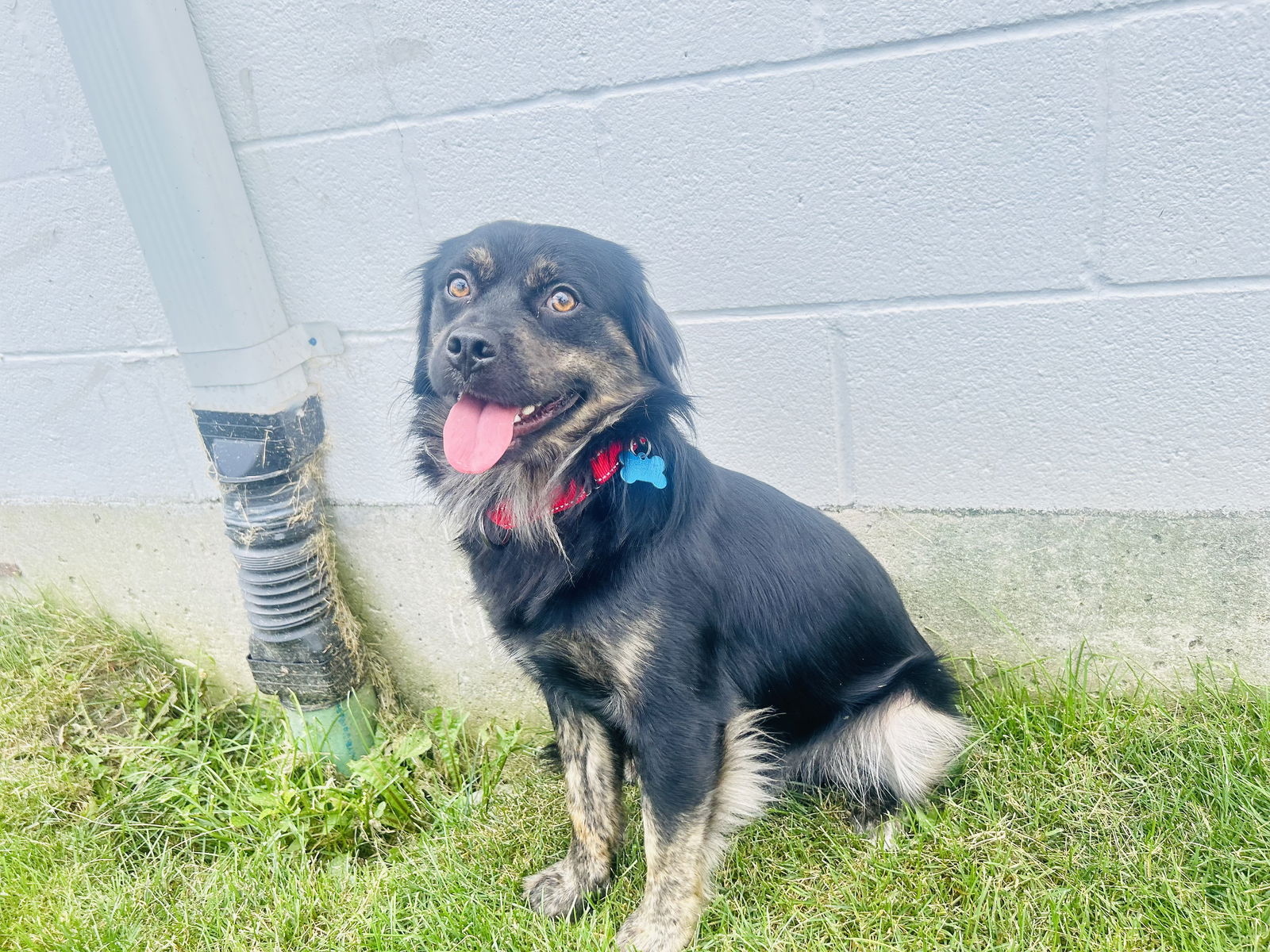 adoptable Dog in Naperville, IL named Brad