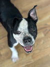 adoptable Dog in , IL named Hector