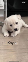 Kayia