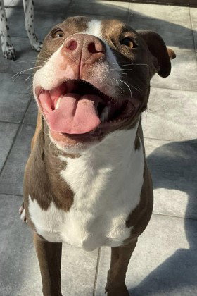 BODIE - Boxer / Pit Bull Terrier for adoption in Aurora