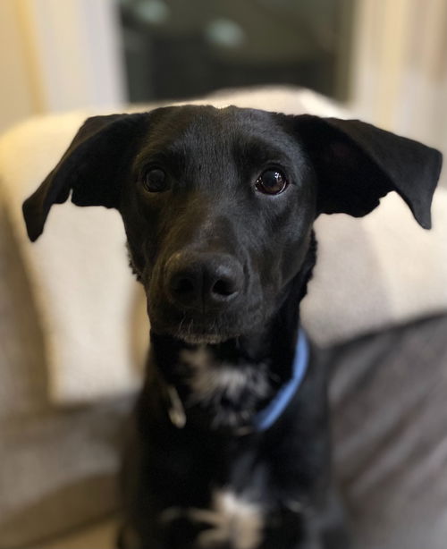 Enzo