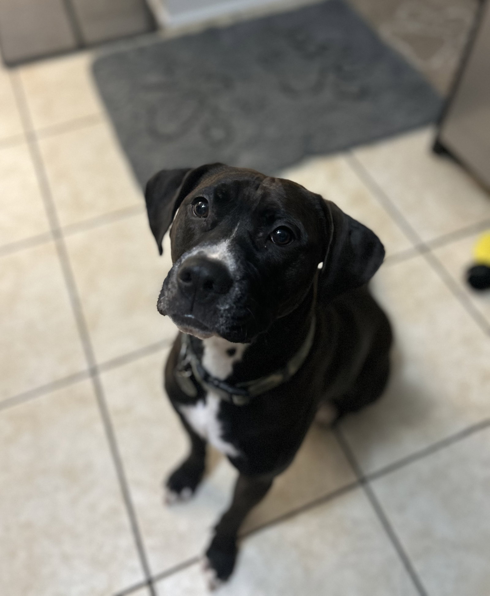 Bowie