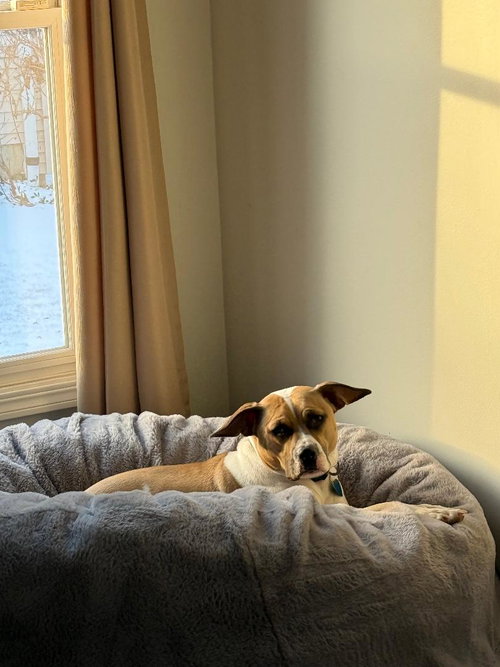 ALBERT - Beagle / Boxer available for adoption