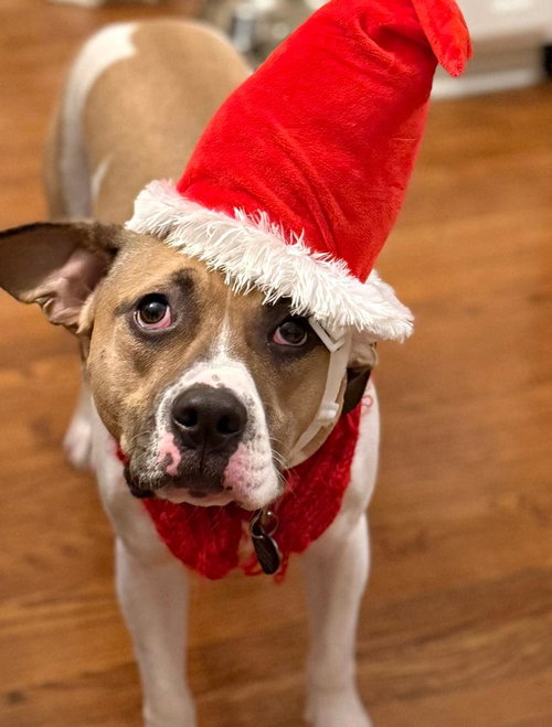 ALBERT - Beagle / Boxer available for adoption