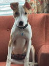 Billy Boy