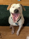 Archie