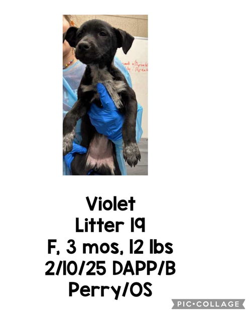 Violet