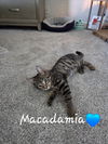 Macadamia