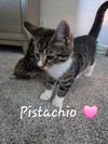 Pistachio
