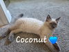 Coconut