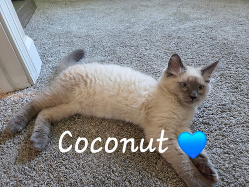 Coconut