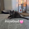Hazelnut