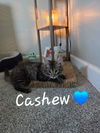 Cashew