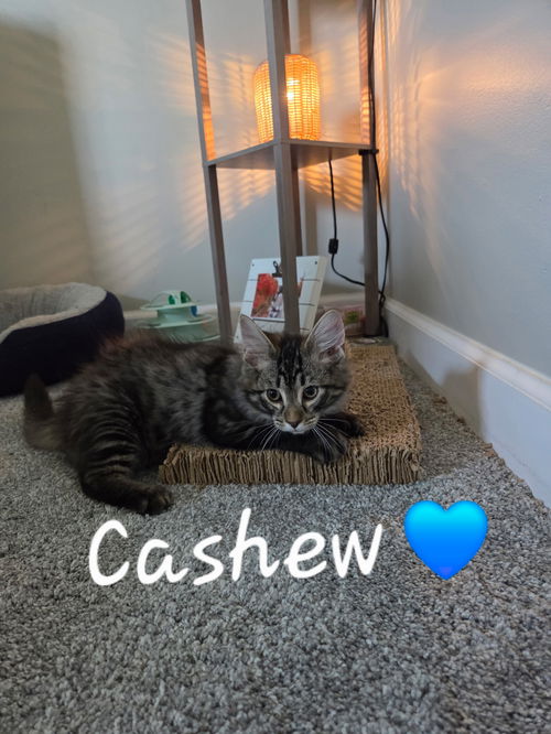 Cashew