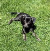 Tess