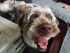 Sadie
