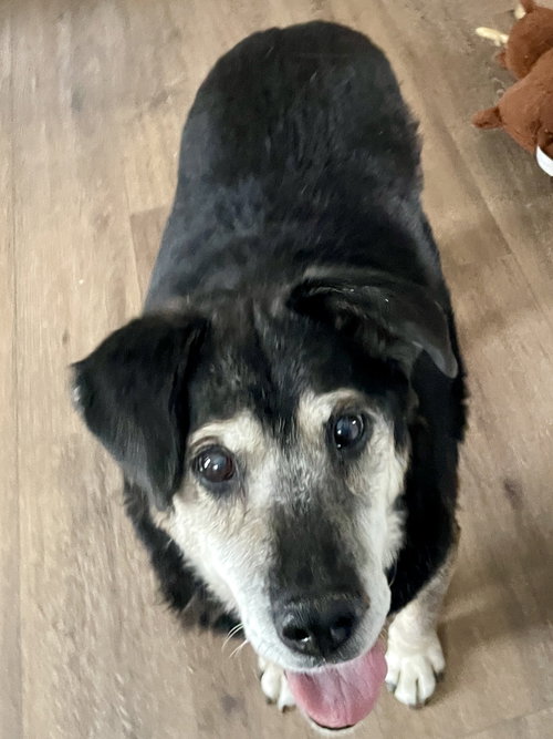 BEAR - Shepherd available for adoption