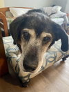 Bear - Photo 2