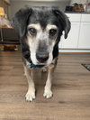 Bear - Photo 3