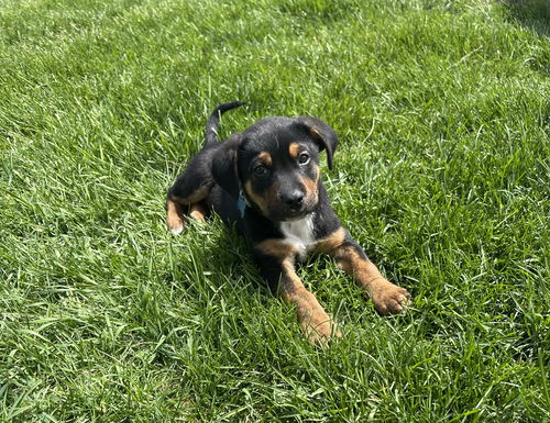 Barkley