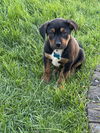 Barkley
