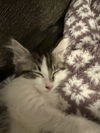 Chubbs