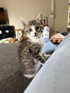 KitKat