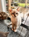 adoptable Cat in  named Savannah