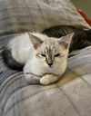 Savannah
