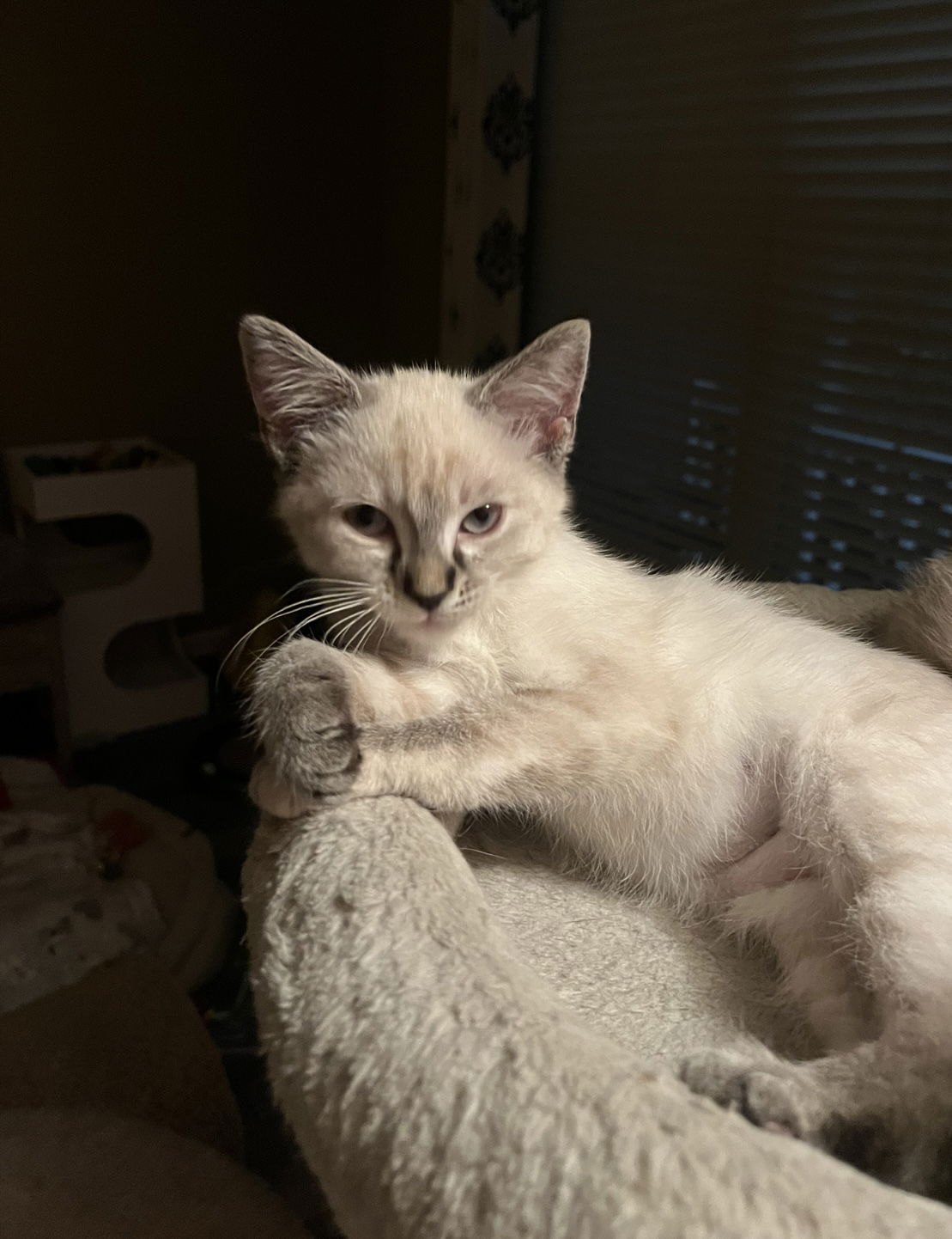 adoptable Cat in Plainfield, IL named Sydney