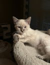 adoptable Cat in  named Sydney