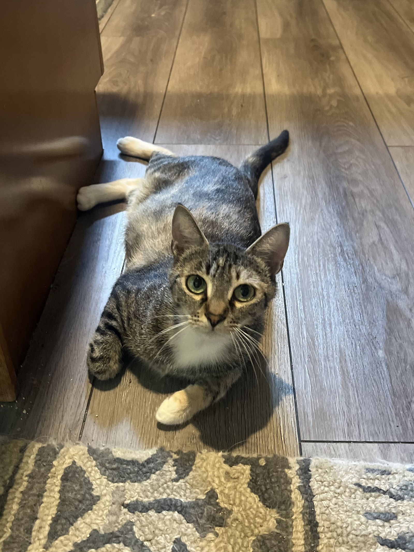 adoptable Cat in Plainfield, IL named Charlotte