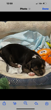 Otis