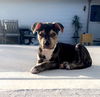 Otis