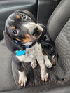 Charlie