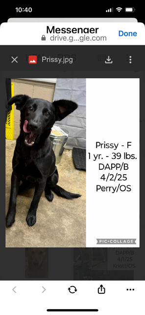 Prissy